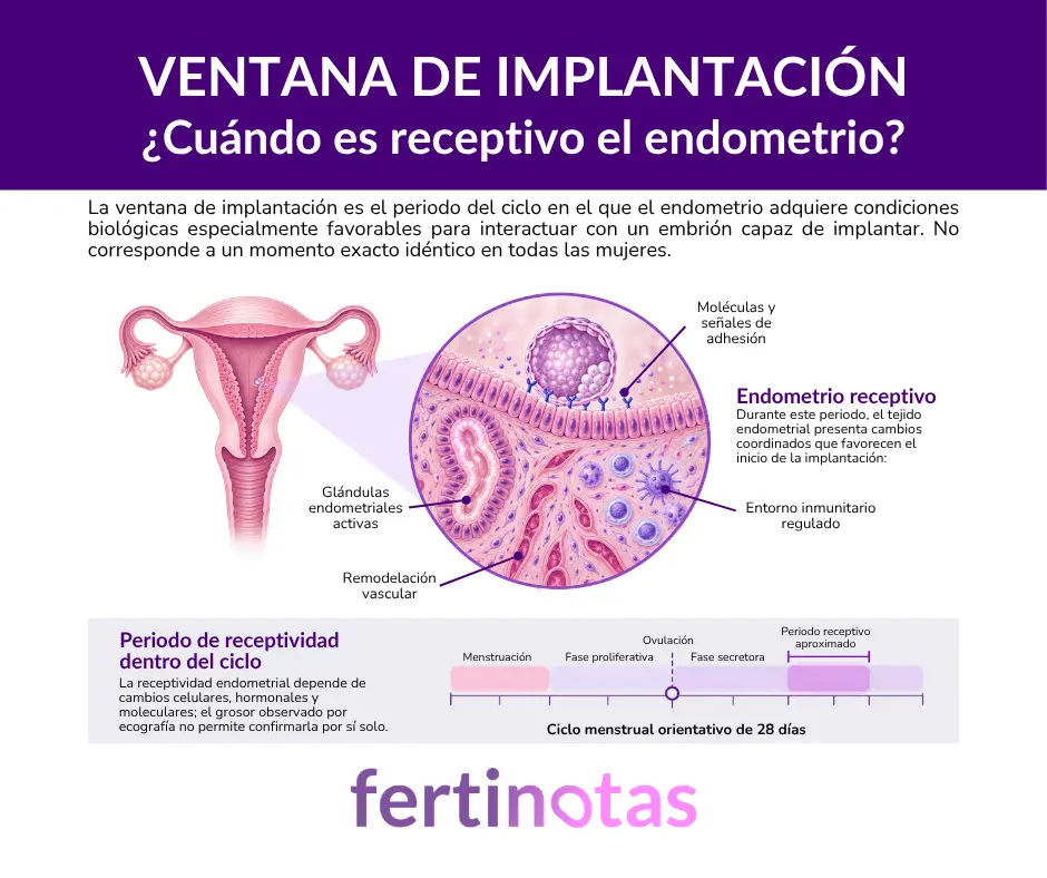 Infografía sobre la ventana de implantación y los cambios del endometrio receptivo, con glándulas activas, remodelación vascular, señales de adhesión y periodo de receptividad dentro del ciclo menstrual.