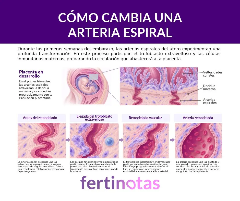 Ilustración científica de las etapas de remodelación de una arteria espiral uterina durante la placentación, desde su estructura inicial hasta su dilatación vascular.