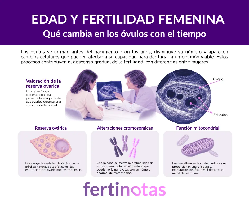 Ilustración sobre edad y fertilidad femenina, con mujer, ovario y ovocitos