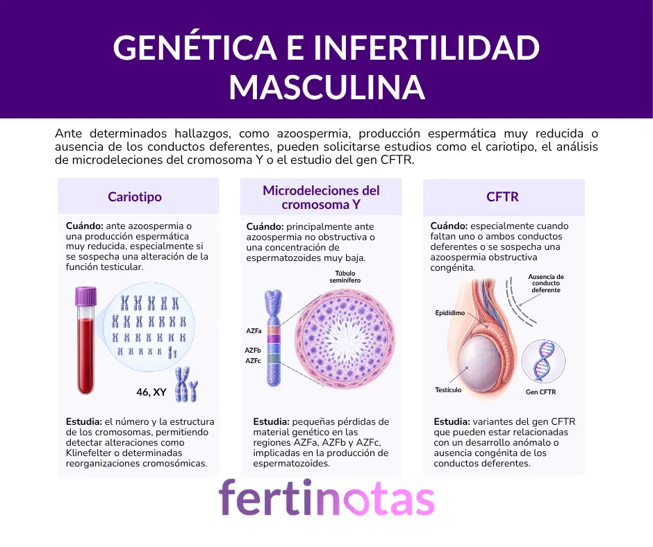 Pruebas genéticas en la infertilidad masculina infografía sobre pruebas genéticas en la infertilidad masculina