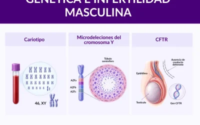 Genética e infertilidad masculina: pruebas y resultados