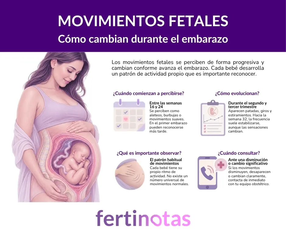 Infografía sobre los movimientos fetales durante el embarazo, cuándo empiezan a percibirse, cómo evolucionan y qué cambios requieren valoración médica.