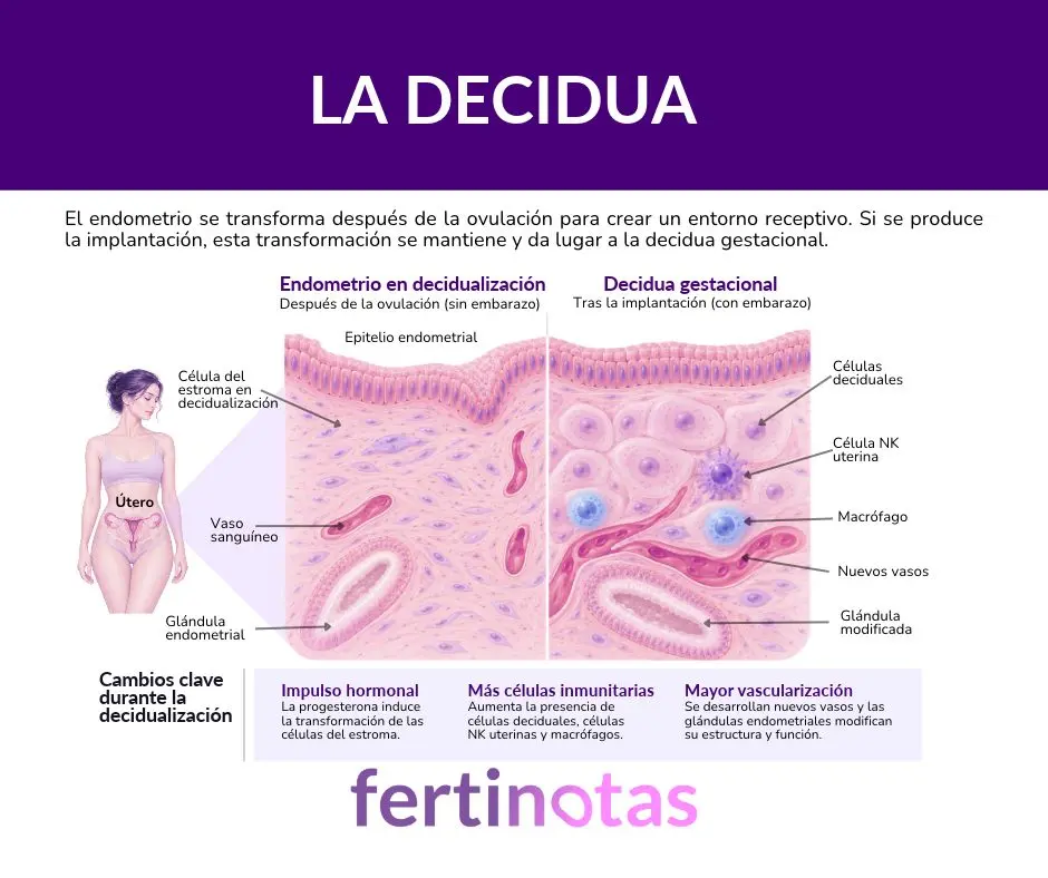 Ilustración comparativa del endometrio en decidualización y la decidua gestacional, con células deciduales, glándulas endometriales, vasos sanguíneos y células inmunitarias.