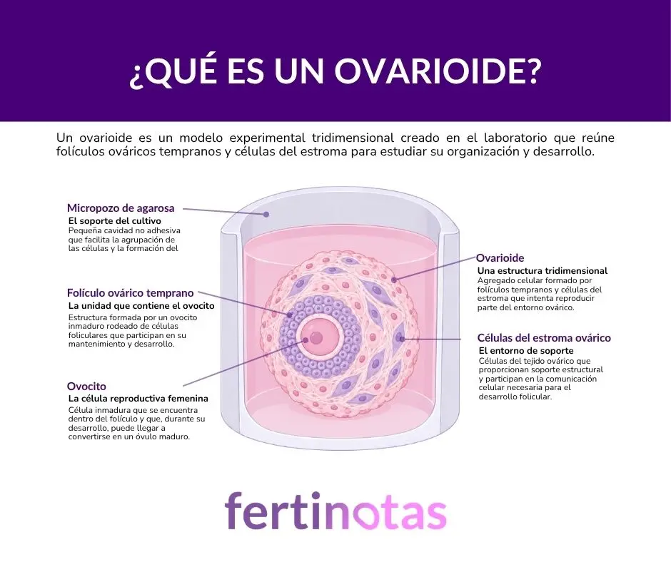 Infografía de un ovarioide humano en un micropozo de agarosa, con el folículo ovárico temprano, el ovocito y las células del estroma señalados y acompañados de breves explicaciones.