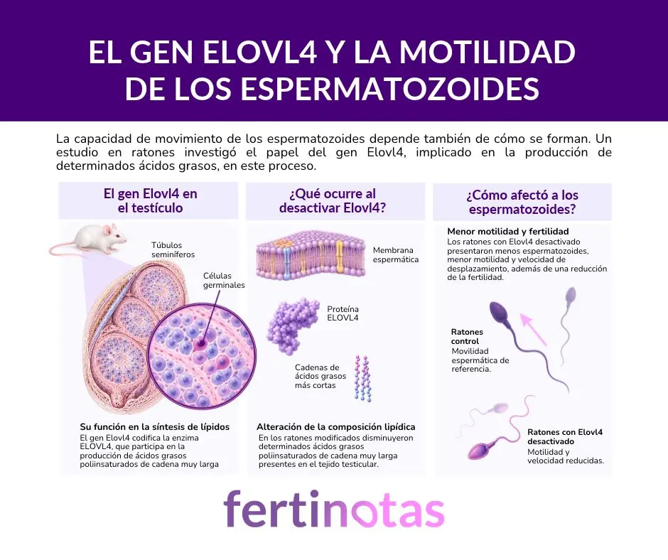 Gen ELOVL4 y motilidad espermática: resultados de un estudio en ratones Infografía científica sobre el gen Elovl4 y la motilidad espermática en ratones, con ilustraciones del tejido testicular, la síntesis de lípidos y los cambios observados al desactivar el gen.
