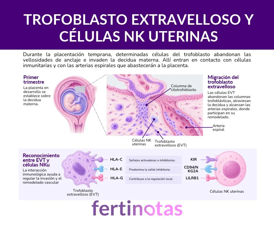 Esquema científico del trofoblasto extravelloso que invade la decidua materna y establece interacciones con células NK uterinas durante la placentación temprana.